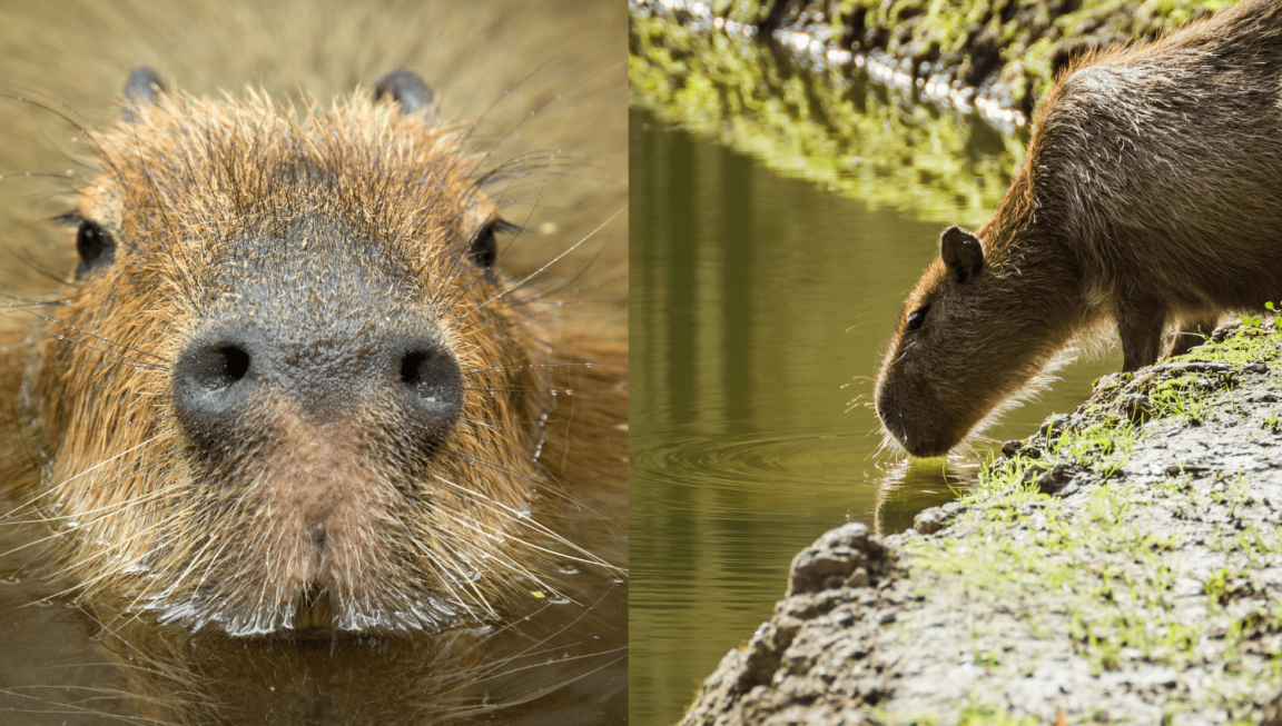 Have you ever thought that you can keep a Capybara as a Pet? Act Biggy